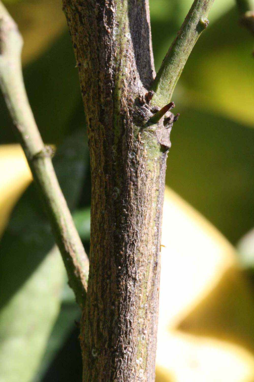              Second - third year twig (Riverside, CA)       